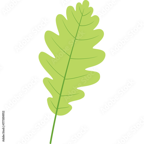 Single Green Oak Leaf With Detailed Veins On A Transparent Background In Spring Season With Natural Lighting