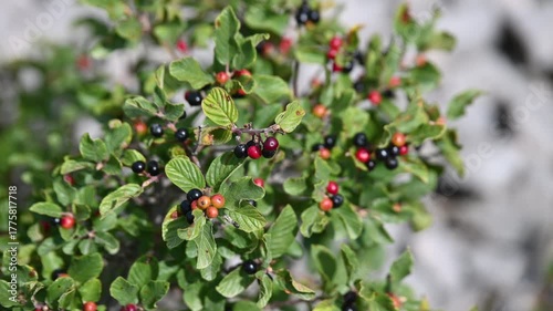 Berries of alder buckthorn on the mountain. Glossy buckthorn. Frangula alnus.