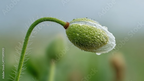 Close-up of a Poppy Bud with Water Droplets, Showing Delicate Texture and Freshness Against a Soft Background