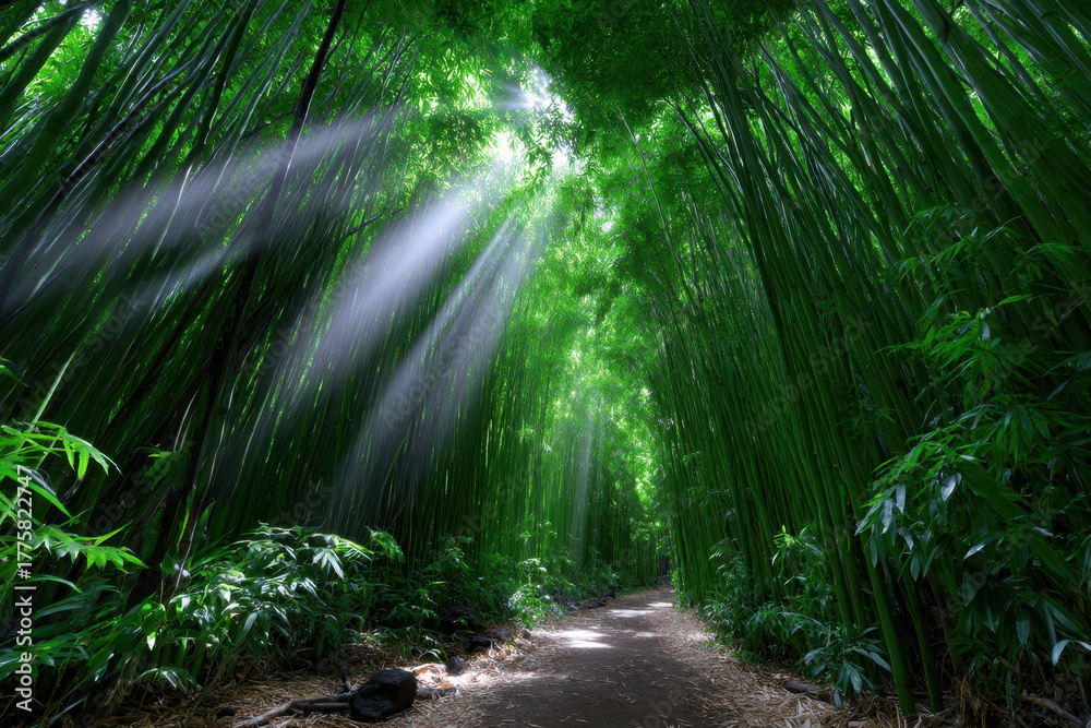 Obraz premium Pathway through a bamboo forest illuminated by sunlight in a serene natural setting