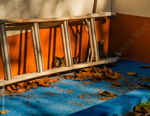 
Kittens hiding behind a staircase.
