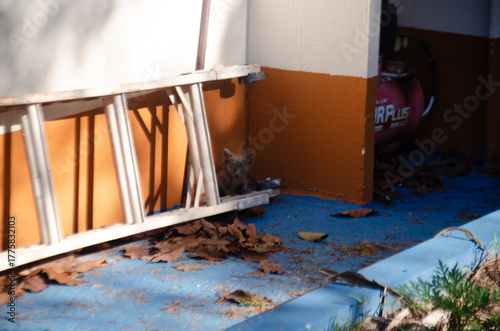 
Kittens hiding behind a staircase.