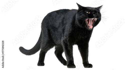 Angry black cat silhouette with sharp teeth hissing in a defensive pose showing fierce aggressive expression isolated on white background
