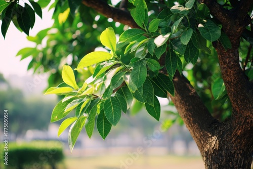 Green Leaves on a Tree Branch in Sunlight, Capturing Natural Beauty and Tranquility