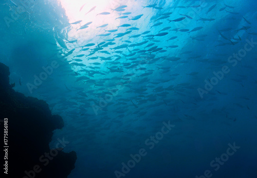 Wallpaper Mural  Underwater photography from a scuba dive. School of fish in the deep wild and blue ocean. Torontodigital.ca