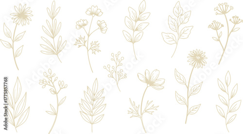 Beige Flower Outlines Isolated on White Botanical Collection, Floral Elements, Nature Art