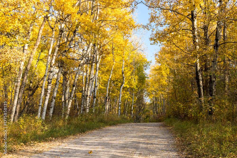 Obraz premium Edmonton’s Multi-User Pathway in Autumn Season with blue sky and yellow leaves