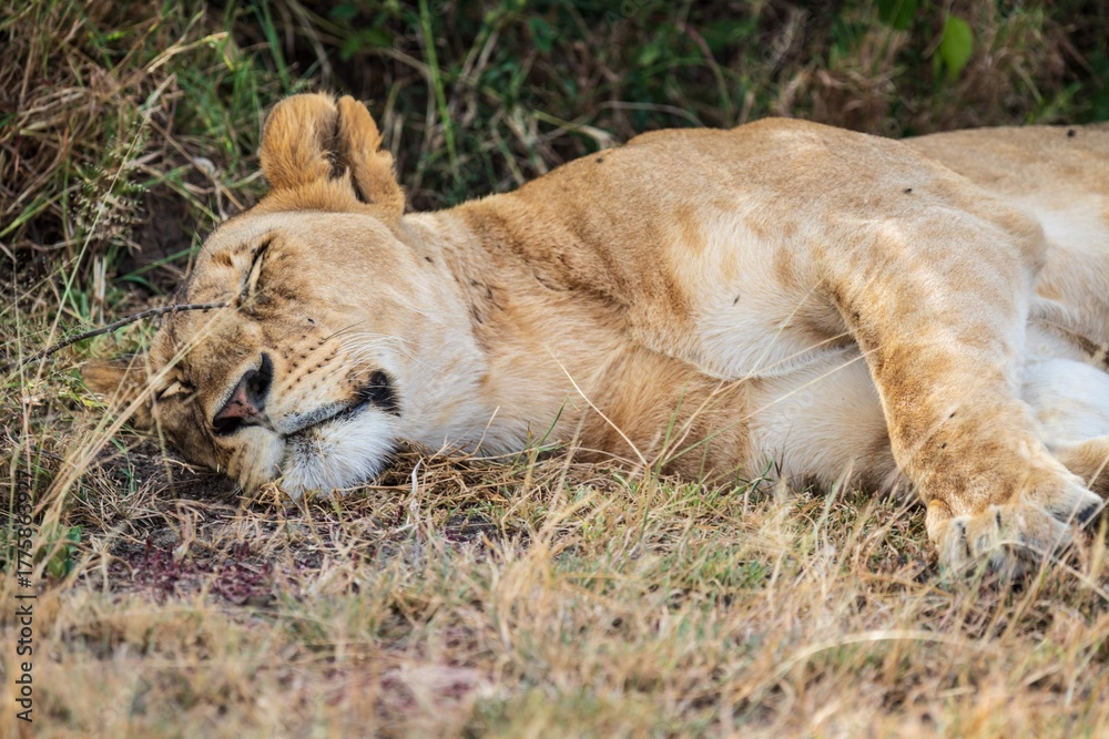 Fototapeta premium Lioness Asleep on the Ground in the Shade of the Bush