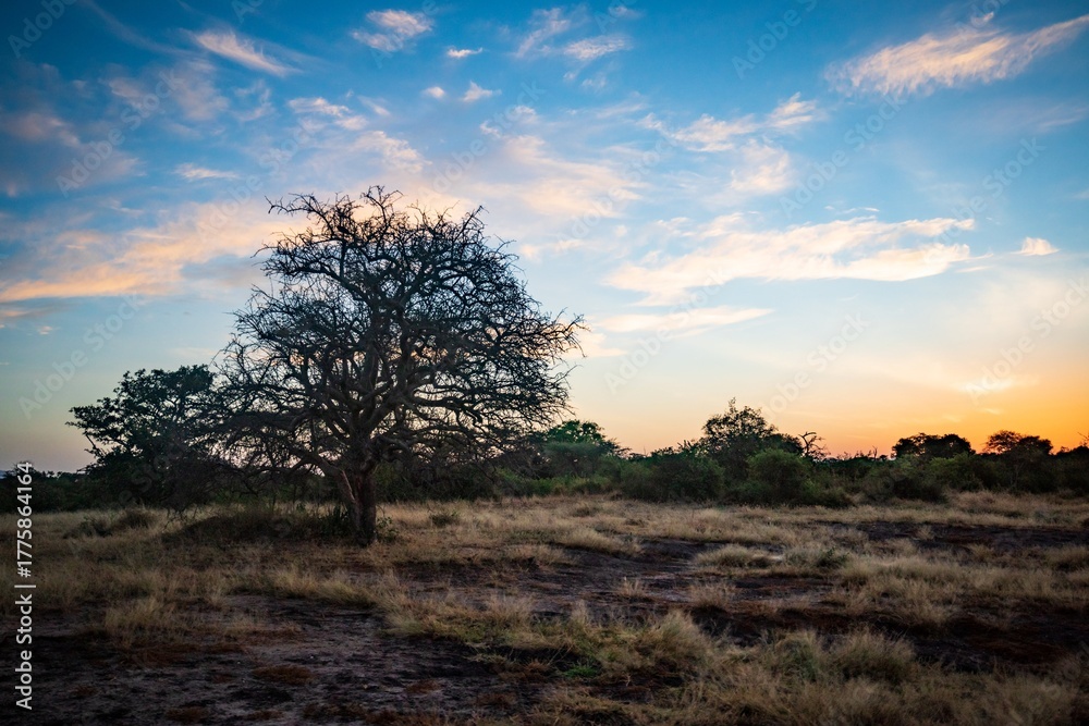 Obraz premium Leafless Tree Silhouetted Against Colorful Savanna Sky at Sunrise