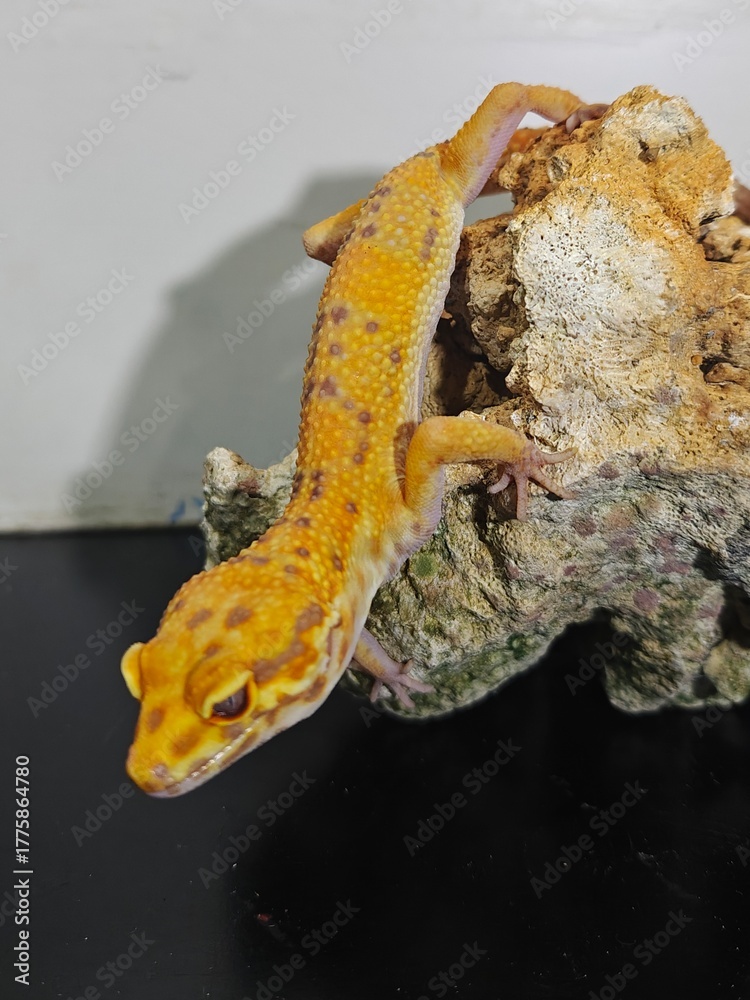 Fototapeta premium Yellow Gecko on Rocky Surface