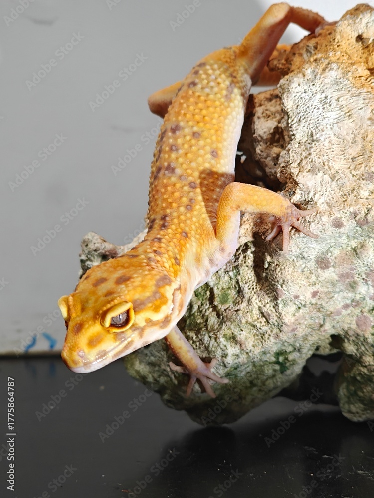 Obraz premium Yellow Gecko on Rocky Surface