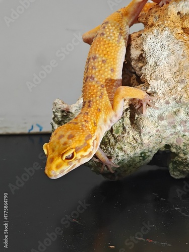 Yellow Gecko on Rocky Surface