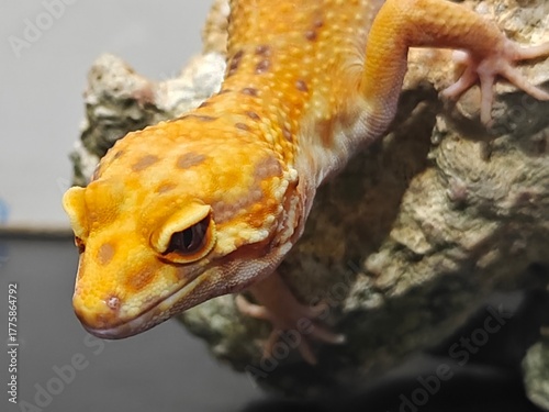 Yellow Gecko on Rocky Surface