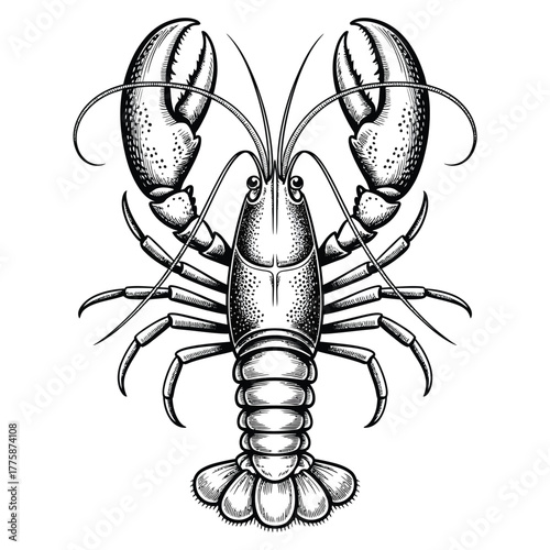Detailed black and white illustration of a lobster with large claws
