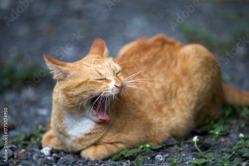 Ginger cat playing on the ground. Selective focus with shallow depth of field.