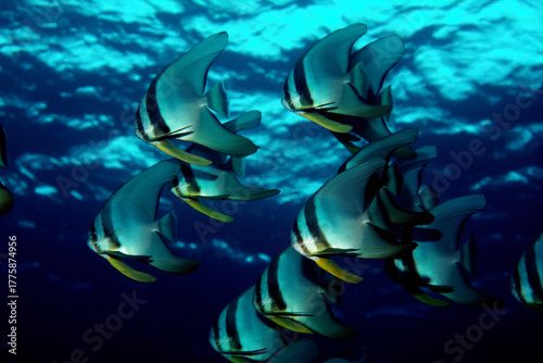 魚の群れ　ツバメウオ　海中写真