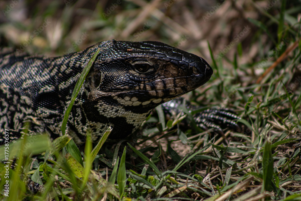 Obraz premium Black and White Tegu Lizard Closeup Portrait in Natural Grass Habitat