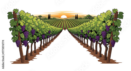 grape vines in the vineyard