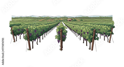 Vineyards 