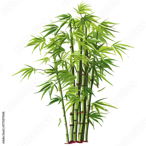 green bamboo plant on white background clip art preview