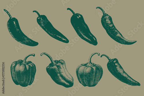Tablou pe pânză Vintage chili pepper engravings collection for creative design