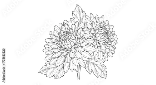 Elegant black and white line art drawing featuring two beautiful chrysanthemum flowers with detailed petals and leaves.