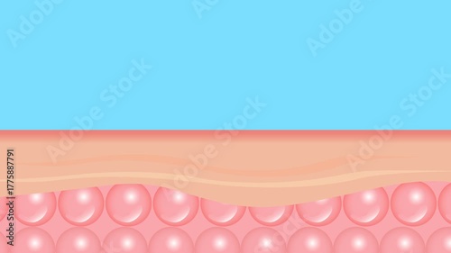 A 4K animation showing a cross-section of human skin layers and cells. A pimple, acne, or dandruff blockage forms and emerges. Ideal for cosmetic or medical ads.