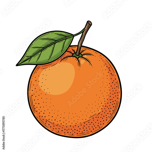 Hand-drawn vector illustration of a orange fruit
