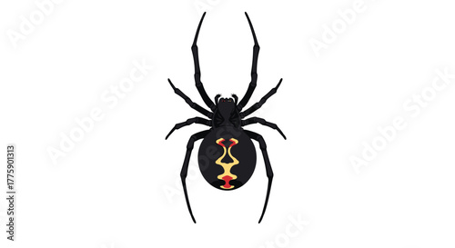 Black widow spider with distinctive red hourglass marking on its abdomen, isolated on white.