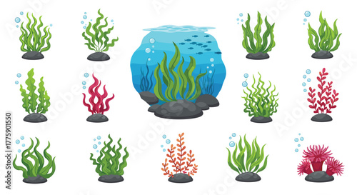 Collection of colorful underwater plants, seaweed and coral on a white background.