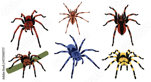 Collection of six colorful tarantula spiders in various poses and colors, set against a white background.