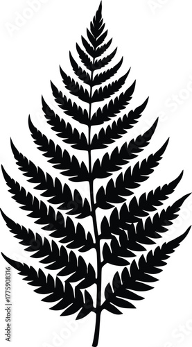 Black fern leaf silhouette detailed botanical foliage