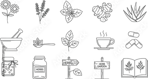 Herbs Botanical Line Art Collection Daisy, Lavender, Mint, Ginger and Aloe Icons