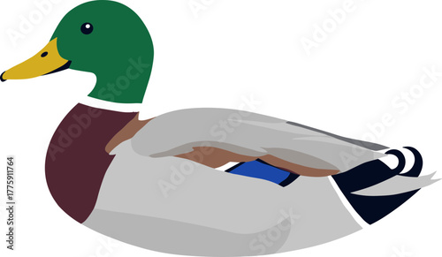 Flat Graphic Style Mallard Duck Illustration Bird Animal Wildlife Icon