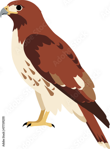 Flat Style Standing Hawk Illustration Bird of Prey Wildlife Creature