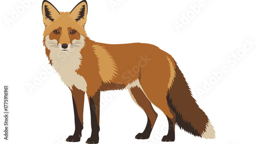 Illustration of a red fox, standing sideways