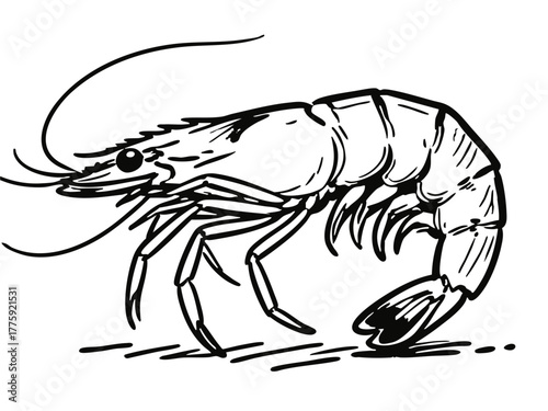 Simple shrimp illustration. Monochrome. Line art. Animal. Sea. Seafood.