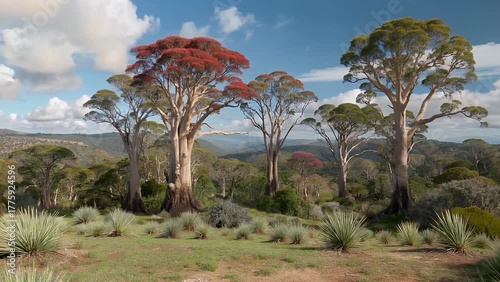 Vast Expanse of Indigenous Australian Grass Trees Thriving Within a Natural Eucalyptus Woodland