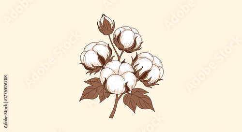 An elegant vintage illustration of a cotton branch with fluffy white bolls and brown leaves, symbolizing natural comfort and purity.