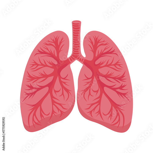Human lungs with anatomical structure vector illustration 