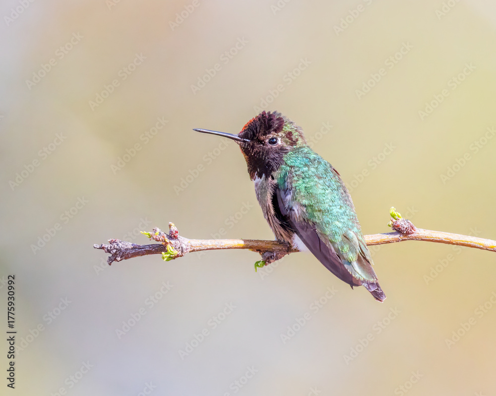Fototapeta premium hummingbird on a branch