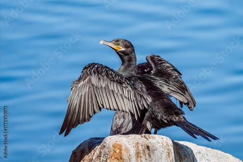 Принти на полотні Cormorant roosting