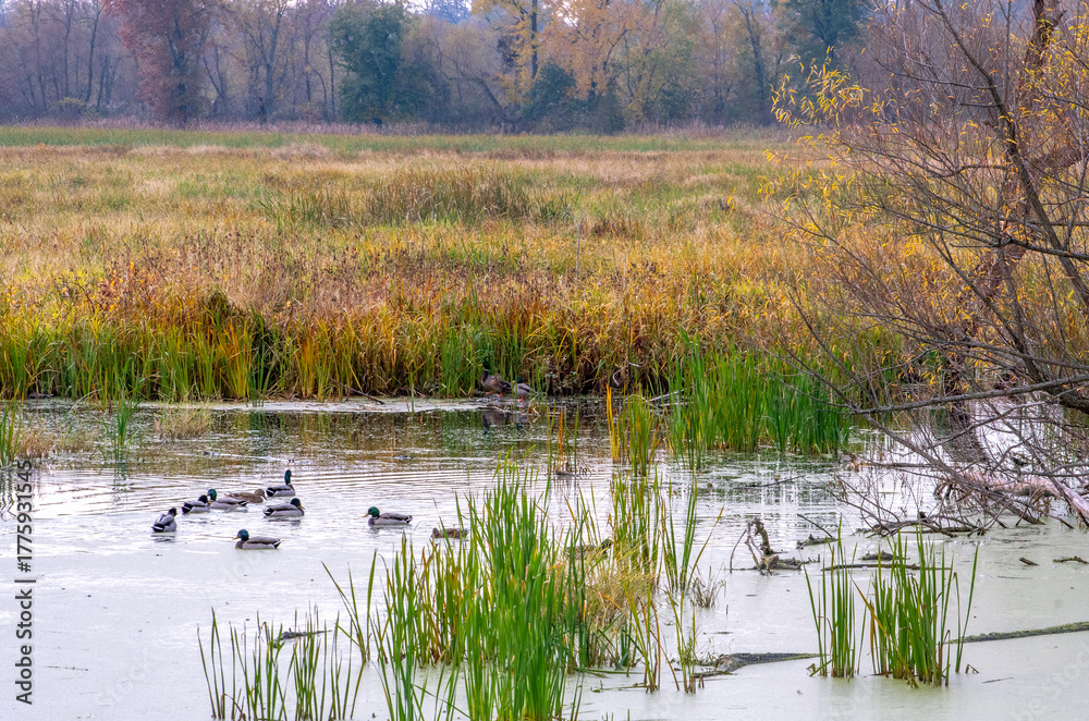 Obraz premium ducks enjoy a a wetlands in the Jasper Pulaski fish and wildlife area in Indiana USA 