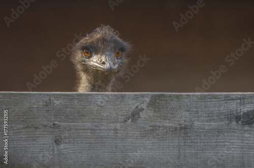 The Emu on the Farm