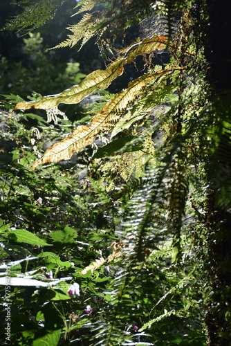 the strong backlighting filitering through the canopy those upper leaves and ferns and spiderwebs making  almost look translucent   at tropical rain forest at  ABC BASECAMP