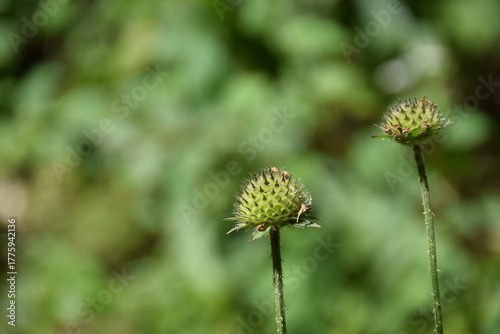 the close up of two seed  flower buds on tall slender stems ,the head are round and spiky  bind together with single spiderweb  and  bright green  bogeh background