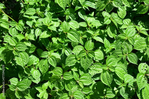 the vibrant of  lush green foliage background,the rough in texture and sharpy serrated along the edge giving  then a very jagged apperance and the leaves is oval or heart shape