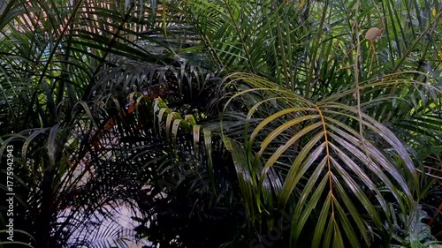 Fresh Tropical Palm Leaves in Rain Creating Natural Green Serenity