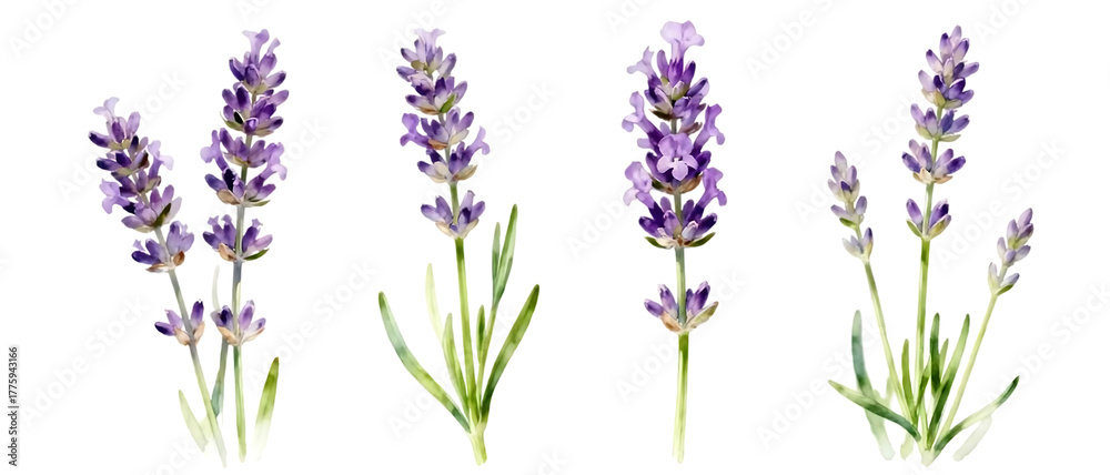 Fototapeta premium Realistic lavender flower set with multiple stalk variations isolated on Transparent background, elegant herbal floral element collection 