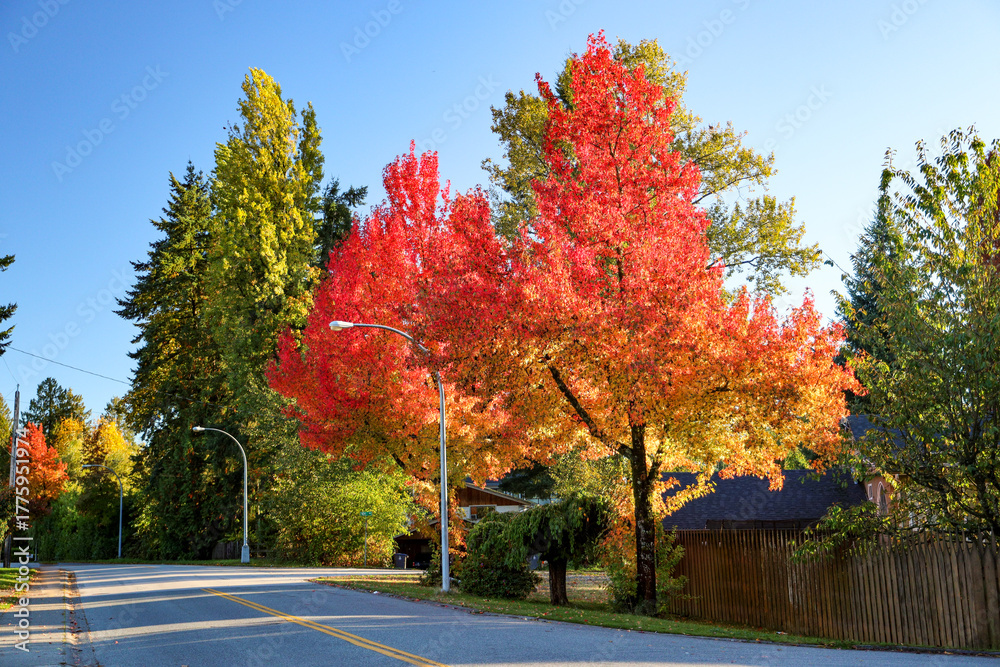 Naklejka premium Fall Colors on Maple Trees in a Residential Area